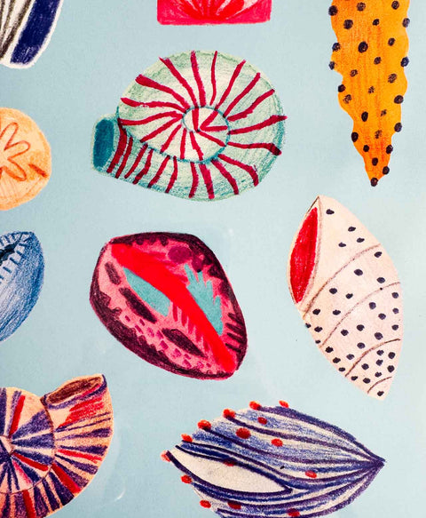 Affiche - Coquillages