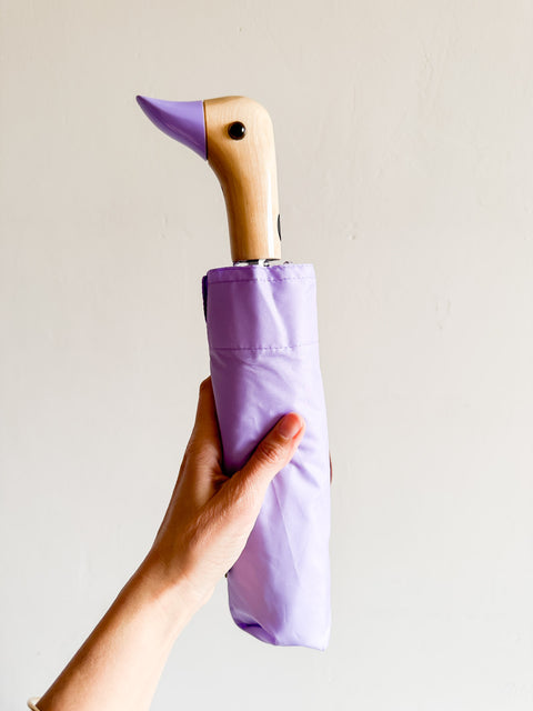 Paraluie canard - Lilas