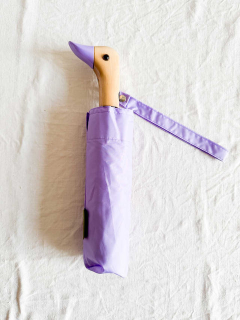 Paraluie canard - Lilas